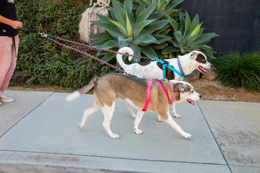 🐕Double Bungee Leash - 1st step training tool